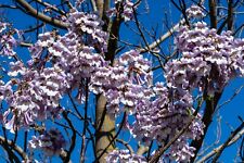 1000 Seeds Bluebell Tree Paulownia tomentosa Fast Growing Plantation Wood