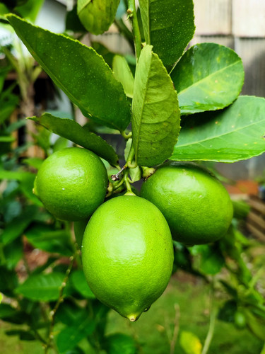 Key lime citrus - 15,