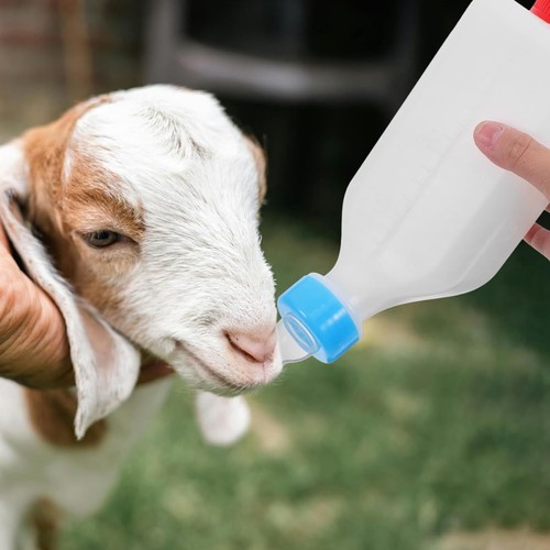 Hot lamb feeding bottle - 5x,
