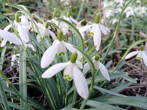 100 single snowdrops - 100,