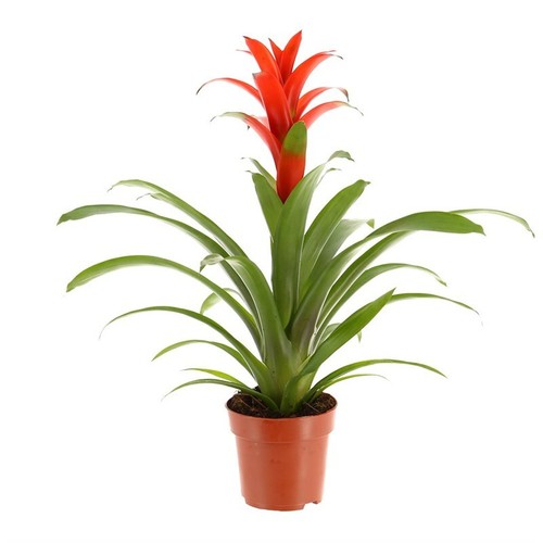 Guzmania bromeliad house plant - guzmania,