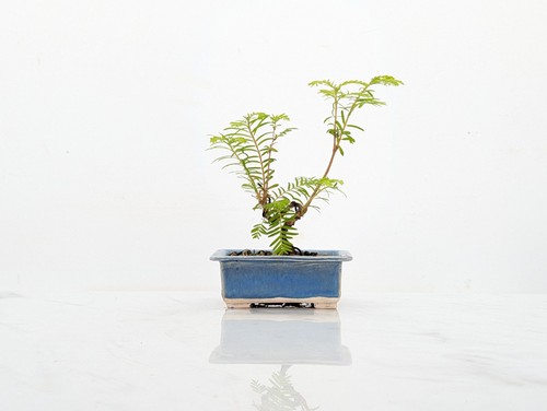 Dawn redwood starter bonsai - starter,
