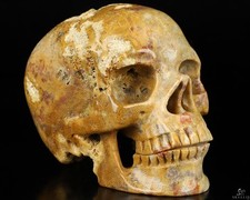 5.1" Coral Fossil Hand Carved