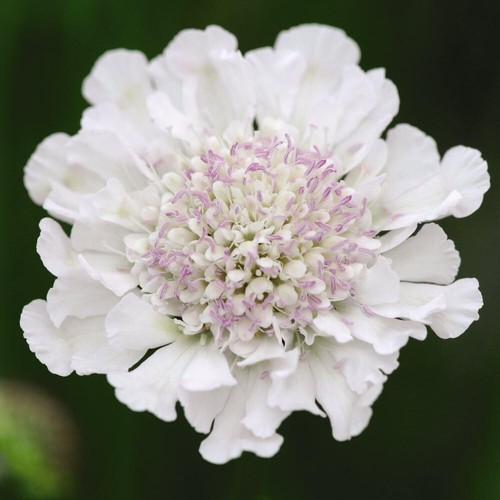 Scabious kudos white - kudos,