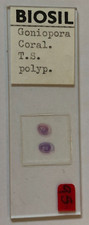 Biosil Microscope Specimen Slide #47 - "Goniopora Coral TS Polyp"