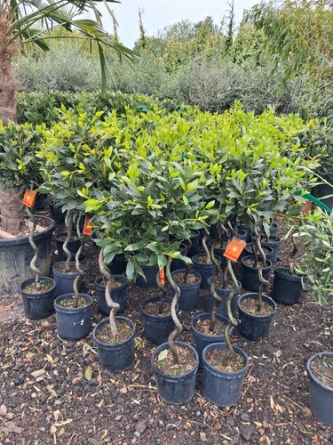 Laurus nobilis twisted stem - nobilis,