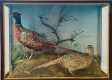 Taxidermy Common Pheasants