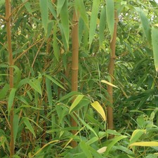 Bamboo Plants, Yellow Zig-Zag