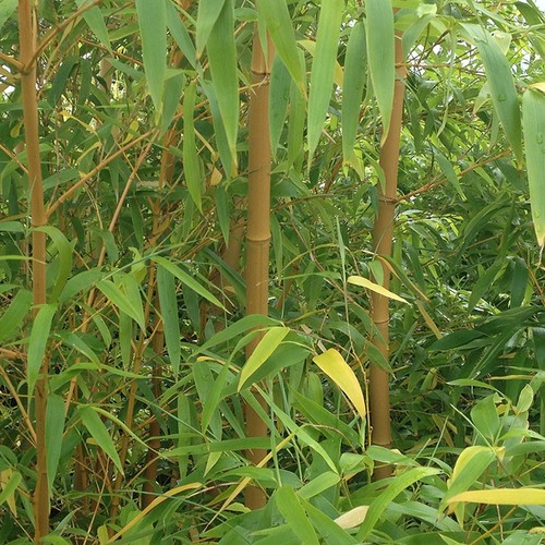 Bamboo plants yellow zig - bamboo,