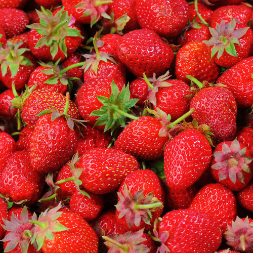 Strawberry elsanta bare root - strawberry, 'elsanta'
