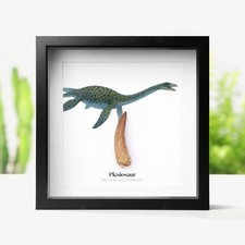 Framed 40-60 mm Plesiosaur Dinosaur Tooth & Watercolour iIlustration  Fossil