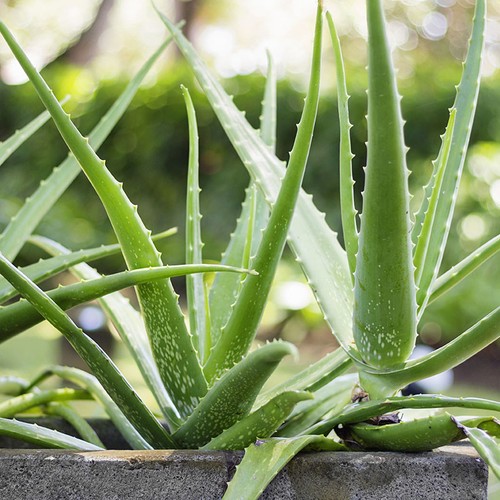 Aloe vera houseplant - aloe,