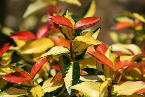 Trachelospermum ogon - trachelospermum,