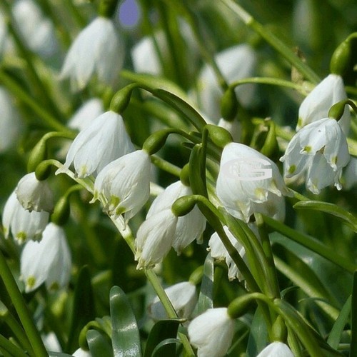 Leucojum aestivum bulbs - 8x,