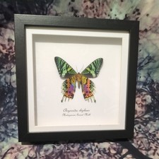 Madagascan sunset moth (Chrysiridia rhipheus) Entomology shadow box frame 18cm