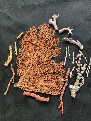 Fan tree coral for - for, aquarium
