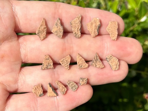 Theropod dinosaur eggshell - theropod,