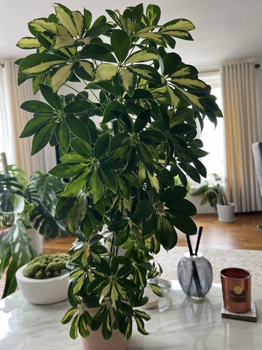 Schefflera arboricola gold - –,