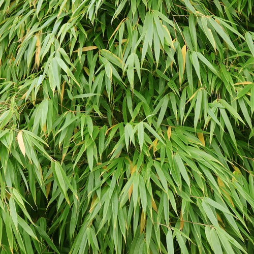 Fargesia gansu umbrella - fargesia, bamboo