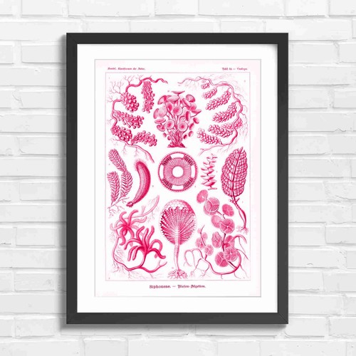 Haeckel botanical algae - haeckel,