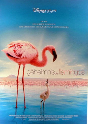 Das geheimnis der flamingos - das,