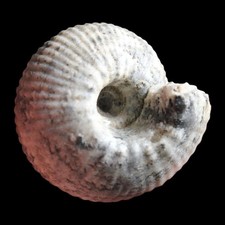 Cadoceras sublaeve - British