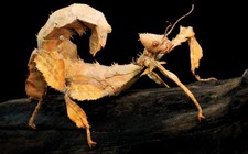 Macleay's Spectre Stick Insect - Ova - Eggs x 20 -Giants - Extatosoma tiaratum