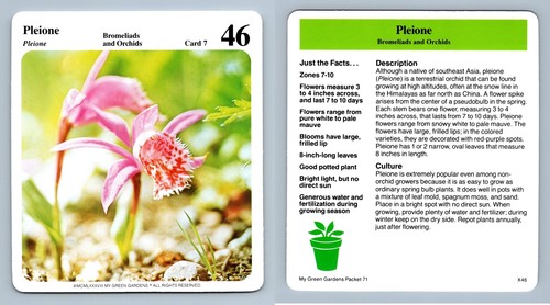 Pleione orchids my - orchids, green