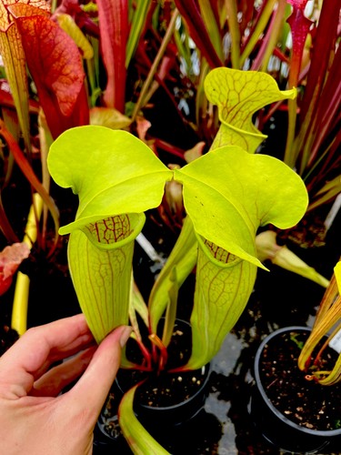 Sarracenia oreophila peaches - oreophila,