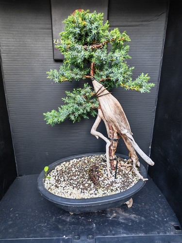 Tanuki needle juniper - tanuki, bonsai
