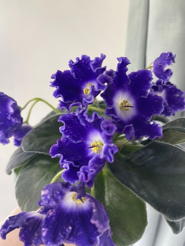 African violets three baby - african,