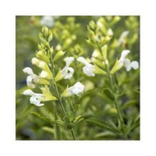 Salvia white full moon - 6,