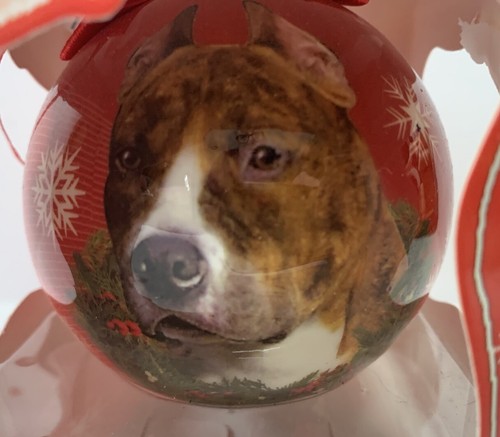 Pitt bull terrier brown dog - bull,