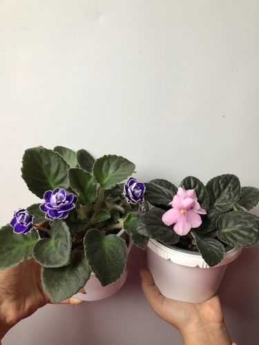 2xafrican violet fresh - 2xafrican,