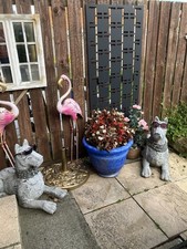 Pair Of Great Danes For Sale 