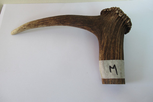 Red deer stag antler coronet - deer,
