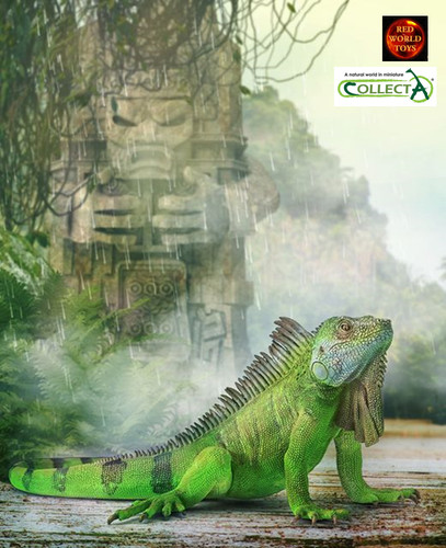 Green iguana lizard reptile - iguana,