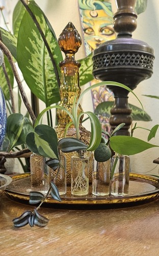 Mystery house plant - 10,