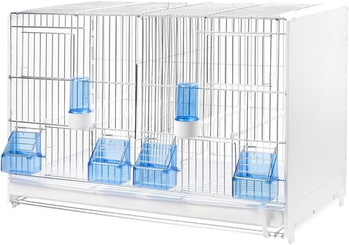2gr canary and - canary, finch
