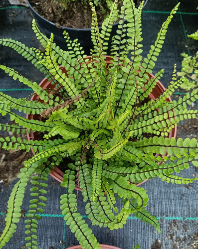 Asplenium trichomanes british - asplenium, trichomanes,