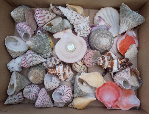 1kg mixed sizes species grades - 1kg,