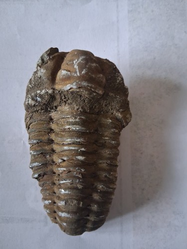 Fossil calymene trilobite - fossil,