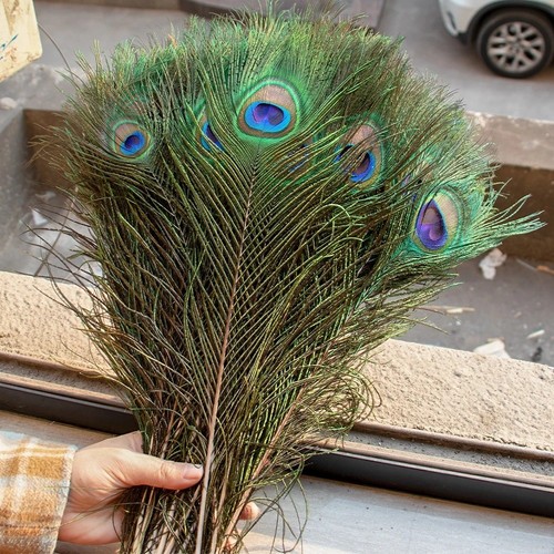 10pcs real peacock - 10pcs,
