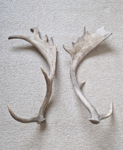 Large genuine pair - large,