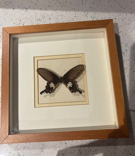 Vintage framed taxidermy - vintage,