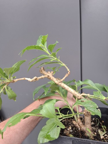 Part trained forsythia bonsai - trained,