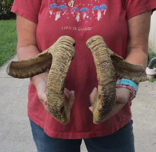 Matching pair 24 inch - of, 23-24
