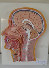 3B Scientific Head & Brain