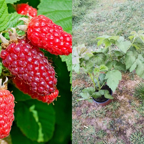 Loganberry plant rubus - plant, (rubus