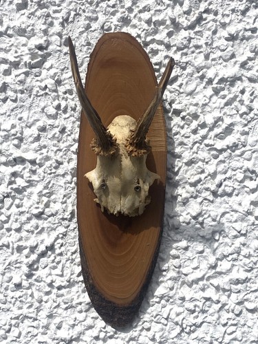 Small roe deer skull antlers - roe,